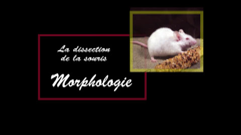 Biologie Animale, la dissection de la souris, 1 - morphologie