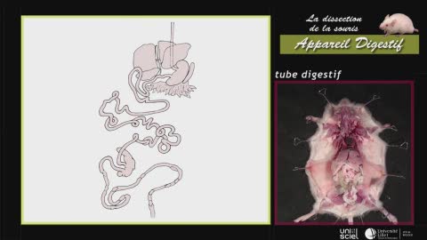 Biologie Animale, la dissection de la souris, 5 - appareil digestif
