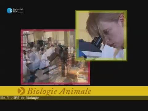 Biologie Animale, la dissection du calmar, 1 - morphologie