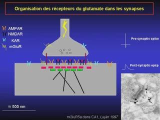 Dynamique de l'organisation des récepteurs du glutamate