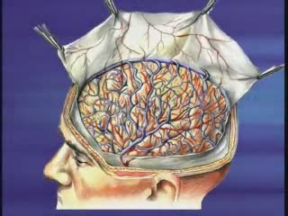 La microcirculation cérébrale (2000)