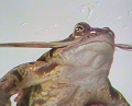 Etude de l'action réflexe et intégrative de la moelle épinière sur la grenouille spinale