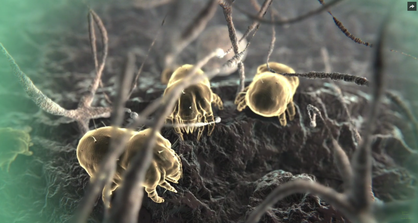Les acariens : de nouveaux acteurs dans les maladies inflammatoires intestinales ? (video abstract)