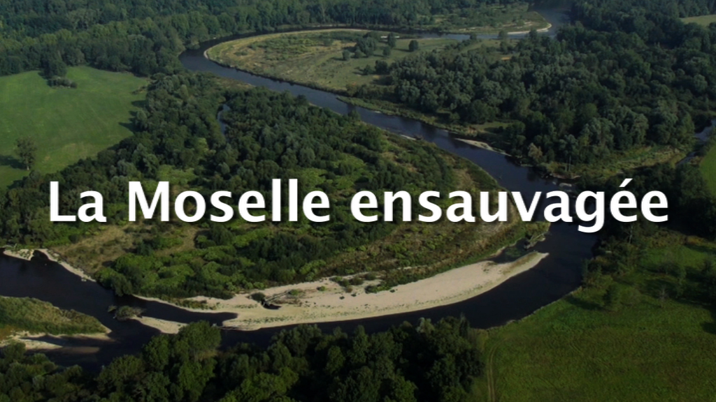 La Moselle ensauvagée - UVED